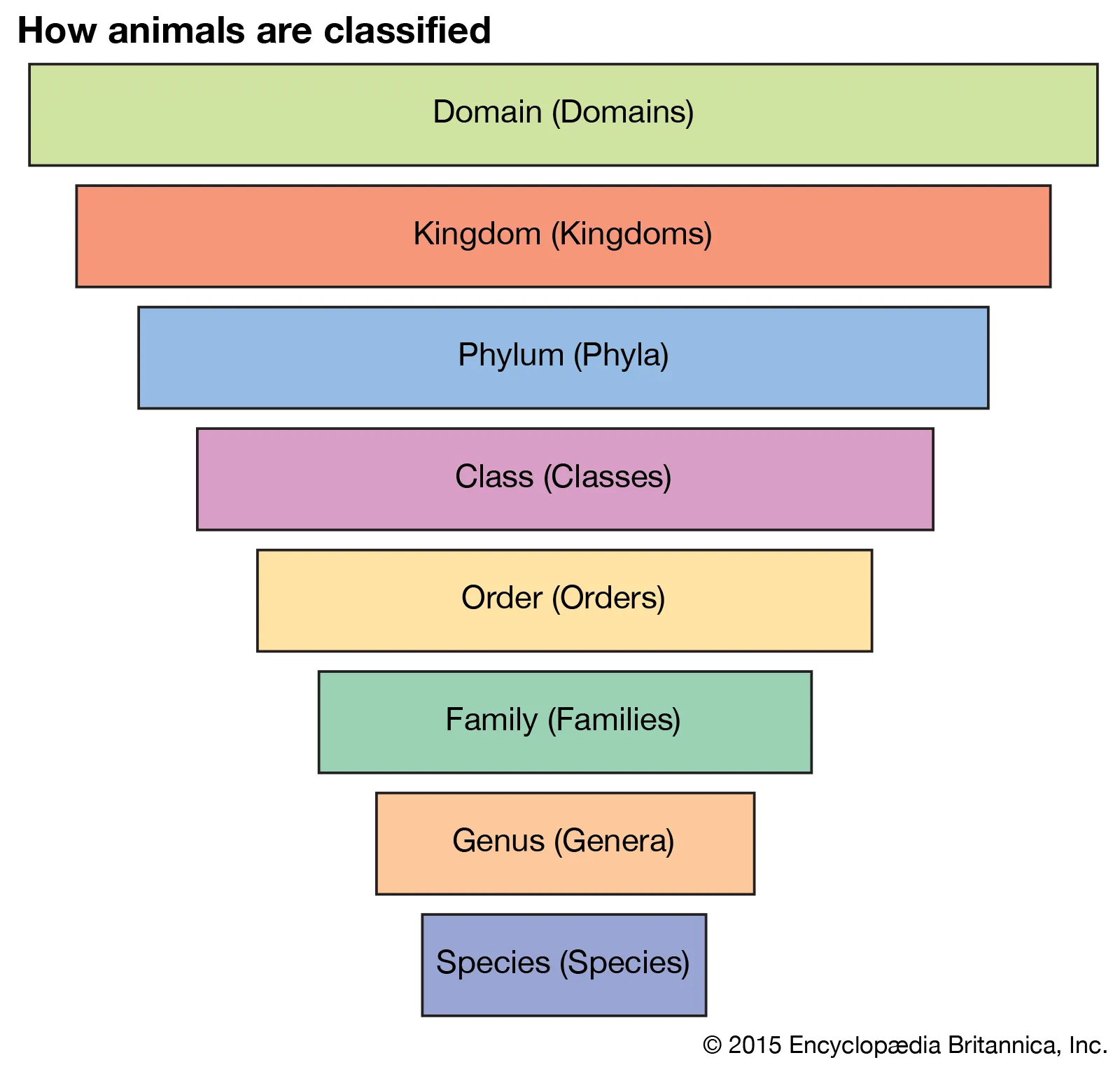 <p>how organisms are classified</p>