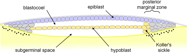 <p>crucial organizer in early bird development (gastrulation) where the primitive streak forms</p>