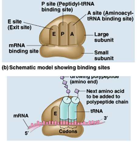<p>Codon Recognition: A site (Aminoacyl-tRNA binding site)</p><ul><li><p>ribosomes reads mRNA in groups of 3 bases (codons) &amp; binds complementary anti-codon/tRNA to mRNA</p><ul><li><p>uses energy: 2GTP → 2GDP</p></li></ul></li></ul><p></p>