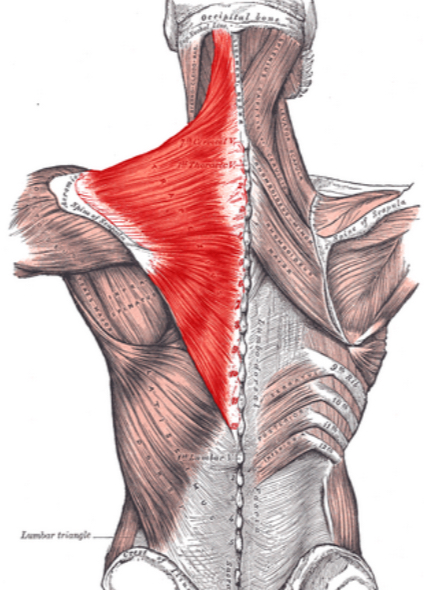 <p>Elevates, adducts (retracts), and stabilizes the scapula; also extends the neck.</p>