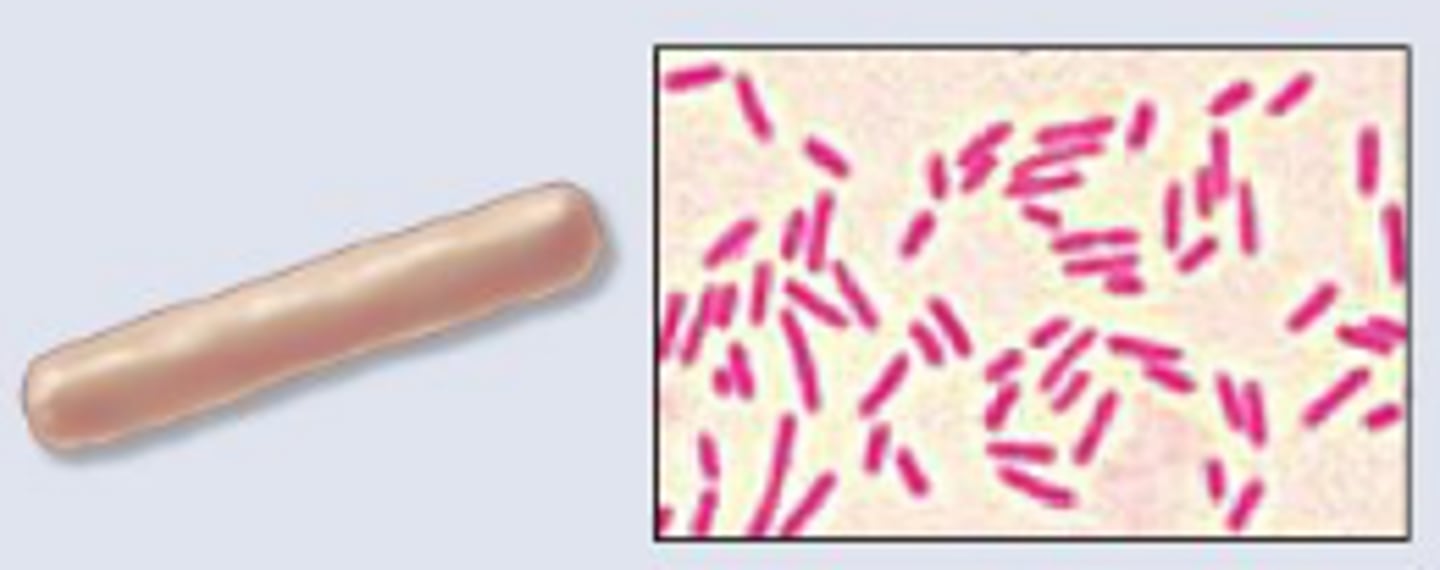 <p>bacilli appear singly</p>