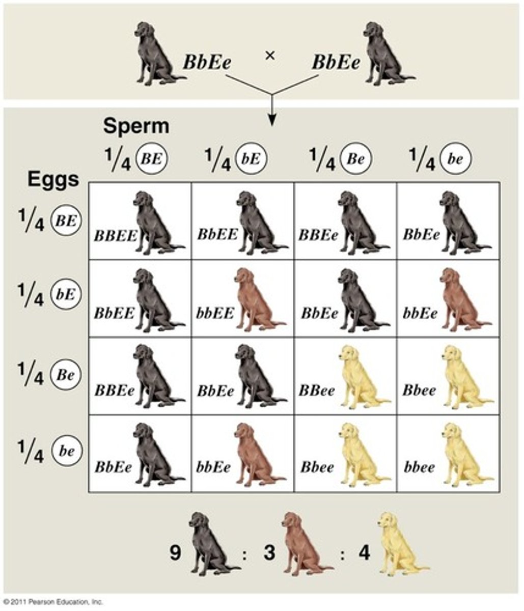 <p>one character (hair color) is affected by multiple genes; expression of a gene at one locus (pigment) alters the phenotypic expression of a gene at a second locus (whether pigment will be shown)</p><p>- Ex. Labrador retrievers and many other mammals, coat color depends on two genes</p><p>- One gene determines the pigment color (with alleles <em>B</em> for black and <em>b</em> for brown)</p><p>- The other gene (with alleles <em>E</em> for color and <em>e</em> for no color) determines whether the pigment will be deposited in the hair</p>