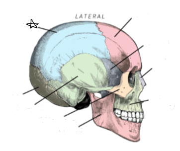 <p>what skull bone is the star pointing to </p>