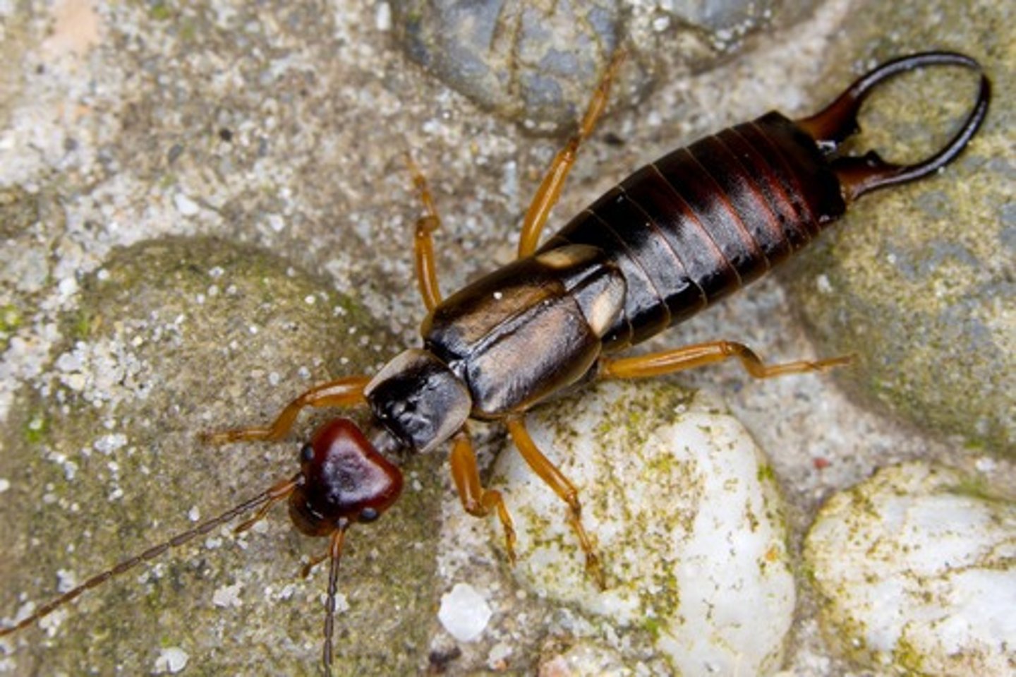 <p>Earwigs</p><p>- Chewing mouthparts</p><p>= Short leathery forewings</p><p>- Large cerci on abdomen (for mating &amp; defense)</p><p>- Nocturnal</p><p>- Feed on plant materials, young citrus fruit</p><p>- Maternal care of brood / Not cooperative</p><p>- Females cleans and re-piles the eggs</p><p>- Chemical defense (doru taeniatum) in the glands when attacked (pinched body parts to squirt opposite way)</p>