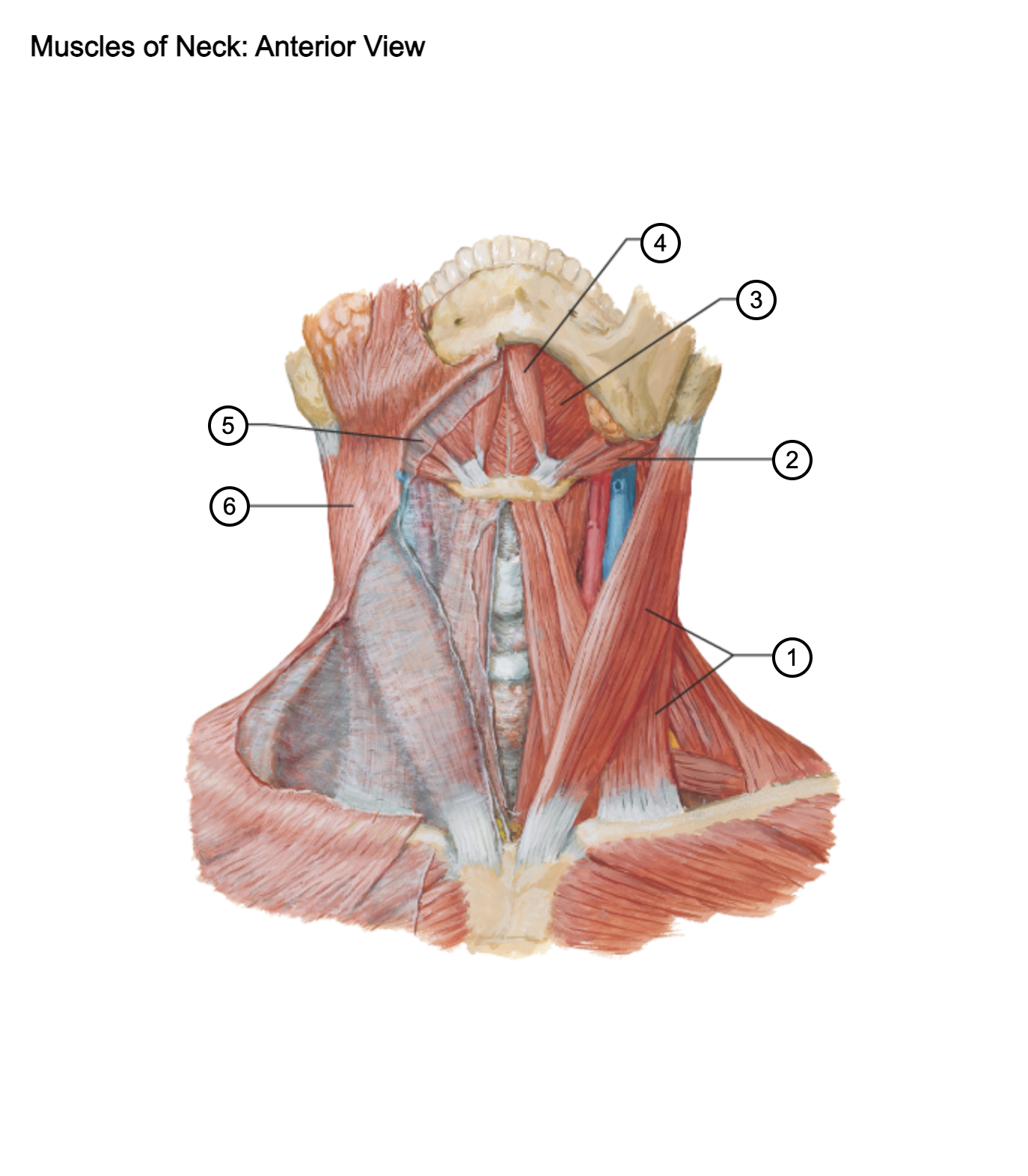 <p>5</p>