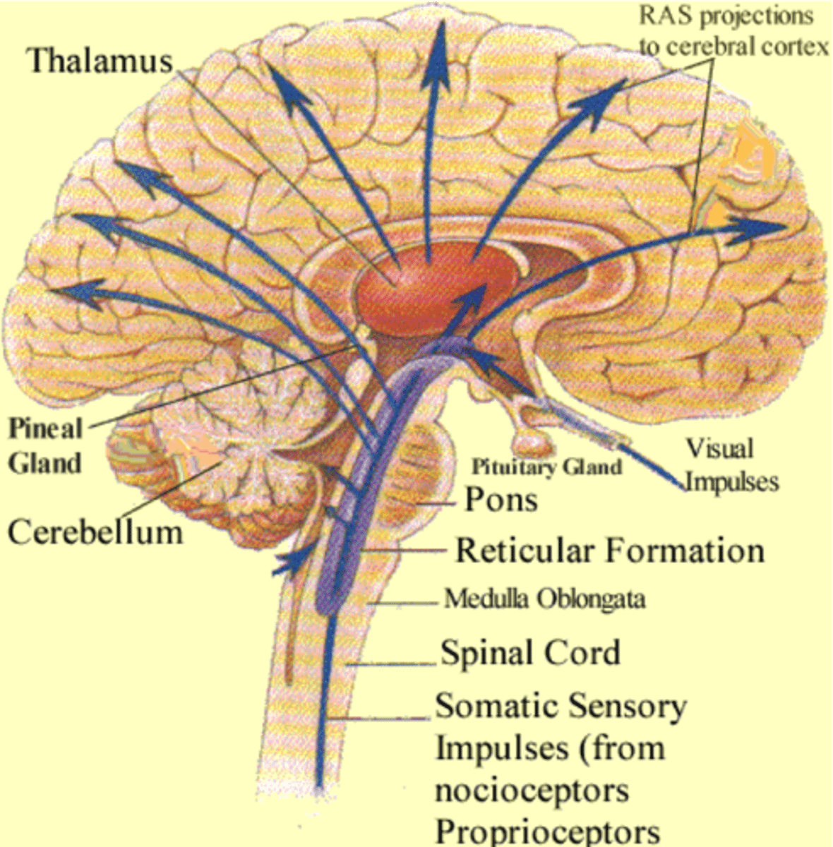 <p>Maintains cerebral cortical alertness. Sends impulses to the cerebral cortex keeping the cortex alert. - Filters out repetitive stimuli from sensory inputs such as pressure from your watch, clothes, etc.</p>