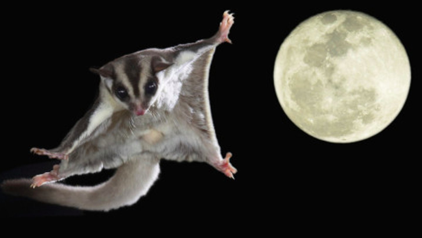 <p>Did the common ancestor of these animals have these membranes? If so, then they are homologous; if not, then they are analogous.</p><p>These are analogous traits. These membranes in these two distantly-related organisms evolved separately. If they were homologous, we would expect many more mammals would also have these membranes given how long ago these two animals share a common ancestor and how many other mammal species have evolved from that common ancestor.</p>