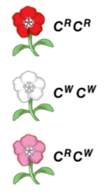 <p>Genotype frequency</p>