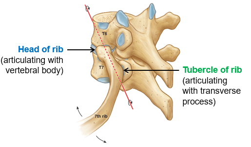 <p>The <strong>head of the rib</strong> connects to <strong>two adjacent vertebrae</strong> through <strong>demifacets</strong> on the vertebral body.</p>