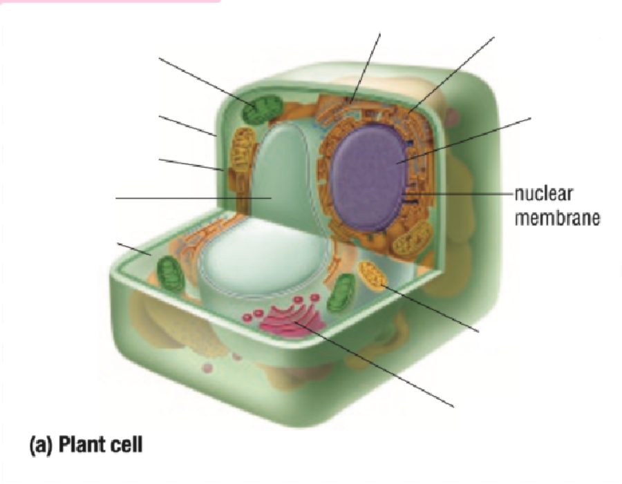 <p>Nuclear Membrane</p>