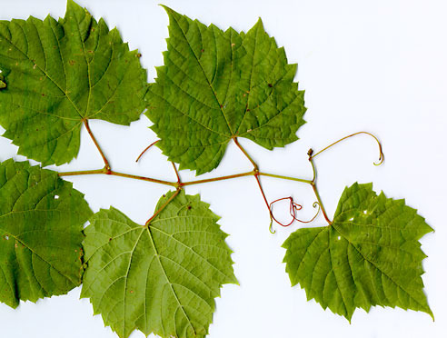 <p>Grape vine [Vitaceae]</p>