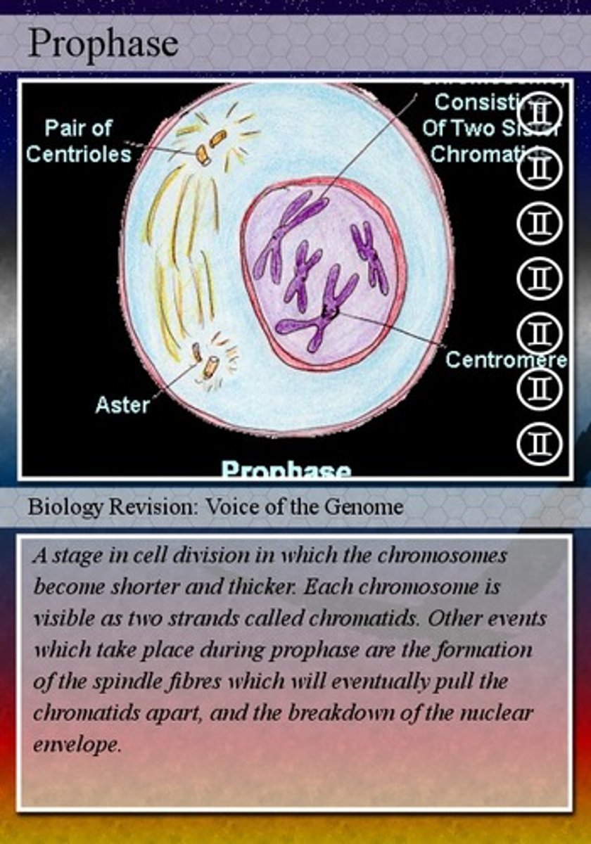 <p>chromosomes form, nuclear envelop disappears</p>