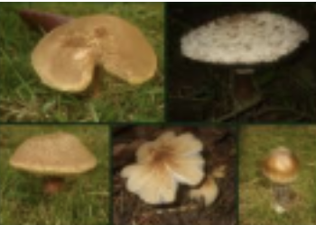 <ul><li><p>Have short lived reproductive structures called <strong>basidiocarps</strong> (fruiting bodies) that form basidiospores</p></li><li><p>Reproduce asexually by either budding or asexual spore formation</p></li><li><p>Ex: Mushrooms, bracket, fungi, puffballs</p></li></ul>