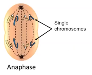 <p>Anaphase</p>