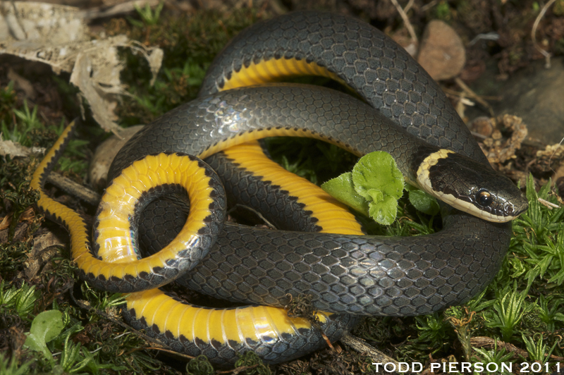 <p>Family: Colubridae</p><p>Latin: Diadophis punctatus</p><p>Ring-necked Snake</p>