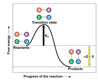 <p>What type of Reaction is this Energy Profile for?</p>