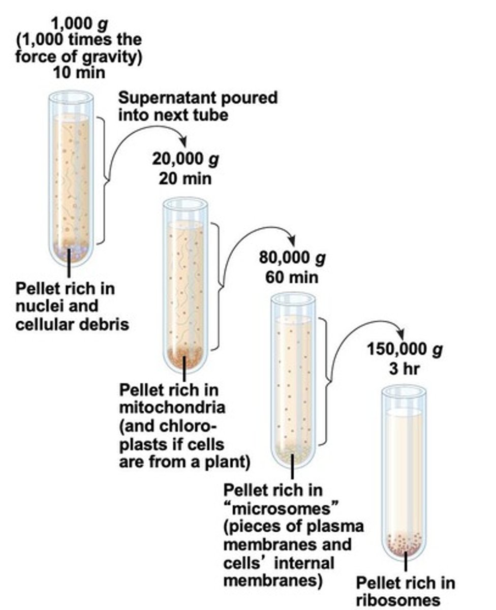 <p>Cells are homogenized and spun at high speeds; larger components like nuclei form a pellet at lower speeds, while smaller components are pelleted at progressively higher speeds.</p>