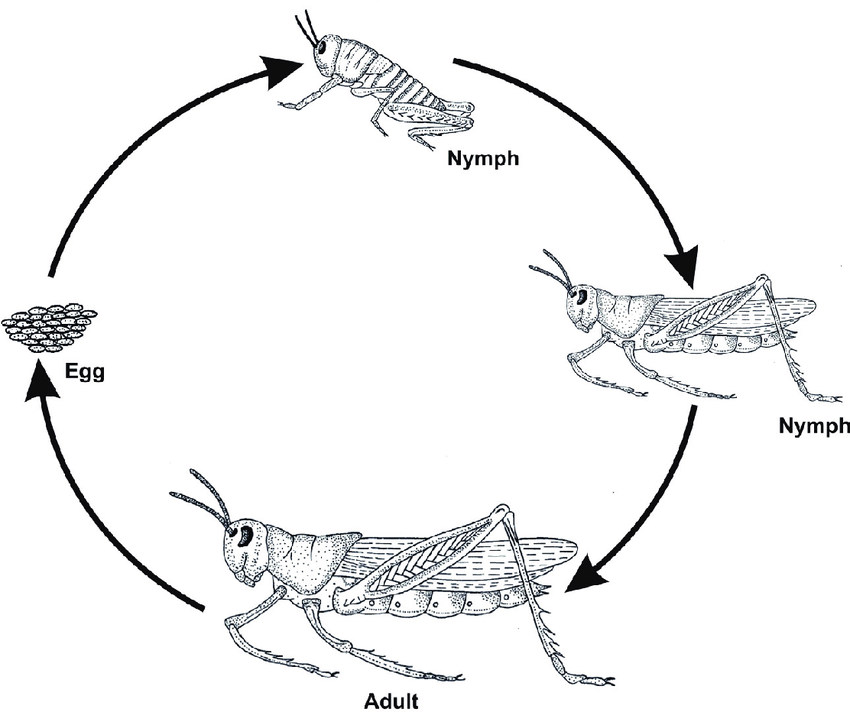 <p>winged insects with terrestrial nymphs have an intermediate level of difference </p><p>ex) ocelli, wing pad growth</p>