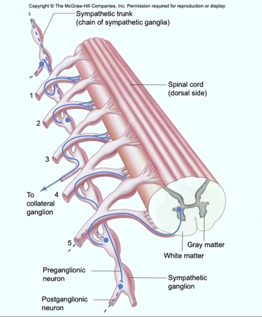 <p>Spinal Cord </p><ul><li><p>Since we’re currently talking about<strong> Autonomic Neurons</strong></p></li></ul><p>It’s <strong>cell bodies</strong> are in <strong>which horn?</strong></p>