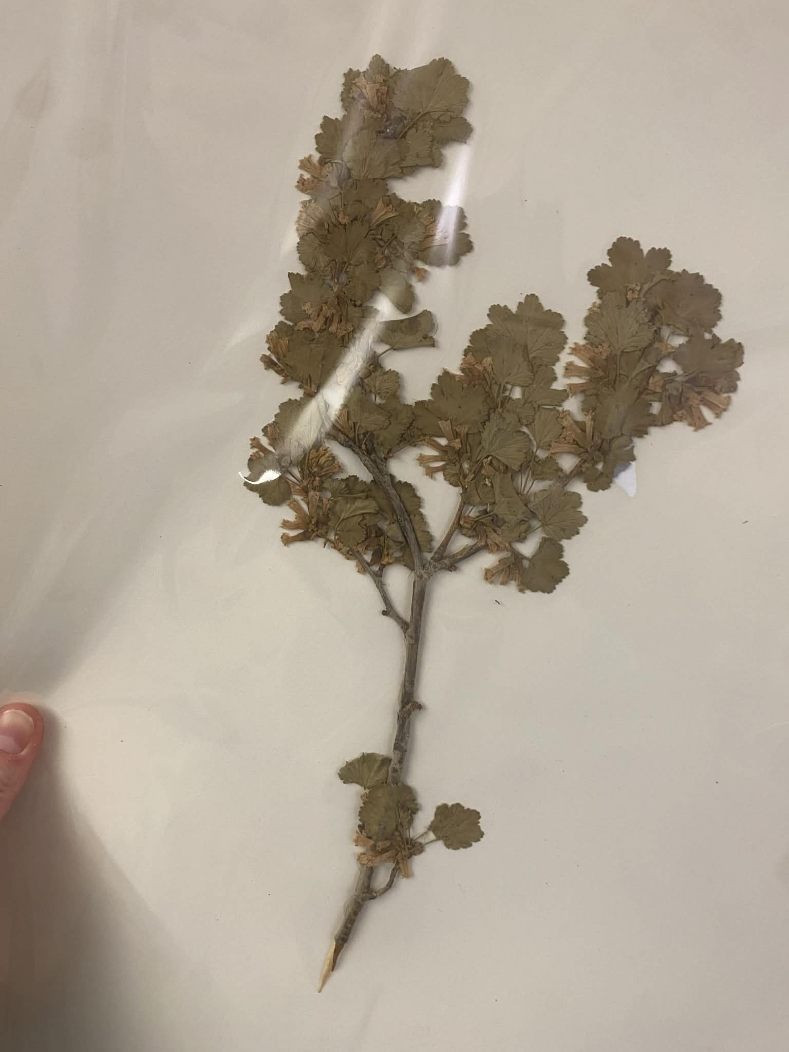 <p>Grossulariaceae, P, N, Ribes cereum, Wax Currant</p>