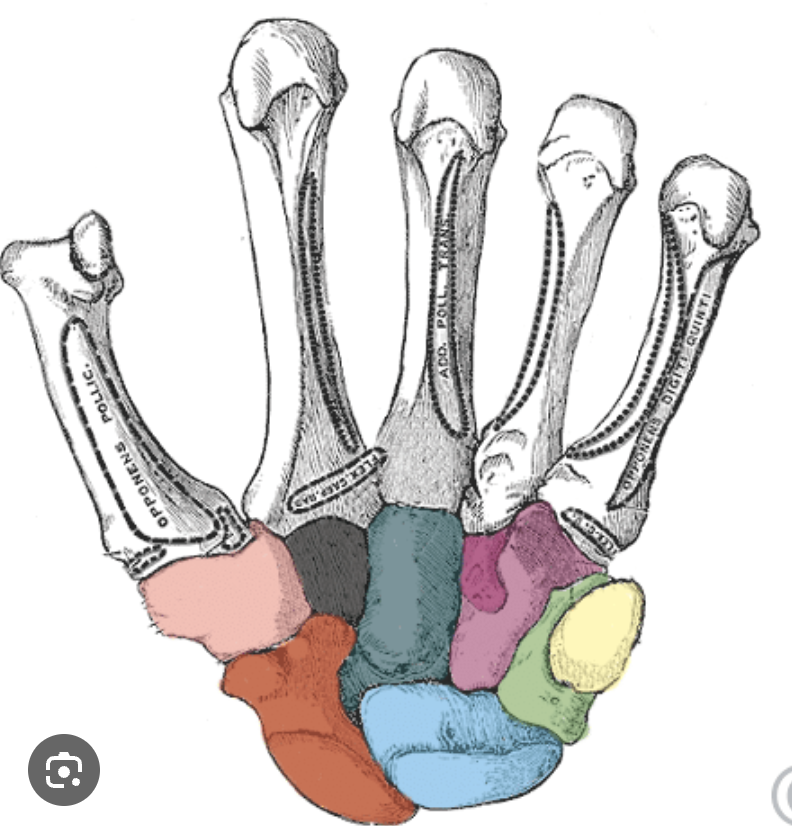 term image