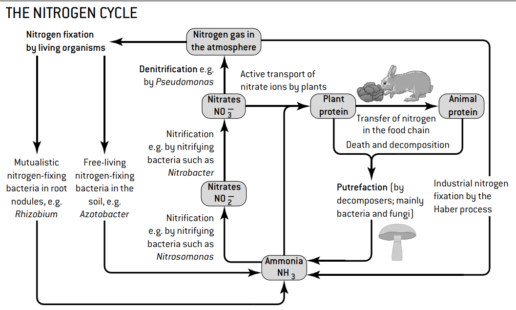 \

1. Nitrogen fixation: Conversion of atmospheric nitrogen into ammonia by bacteria
2. Nitrification: Ammonia is converted into nitrite and then nitrate by bacteria
3. Assimilation: Plants absorb nitrate or ammonium to make amino acids and other organic compounds
4. Ammonification: Decomposers break down organic compounds into ammonium
5. Denitrification: Conversion of nitrates back to atmospheric nitrogen by bacteria in anaerobic conditions.

\
