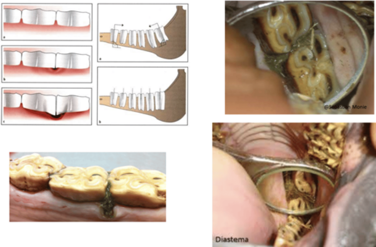 <p>What is the pathology?</p>