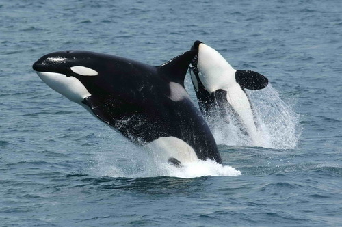 What’s the scientific name for the killer whale?