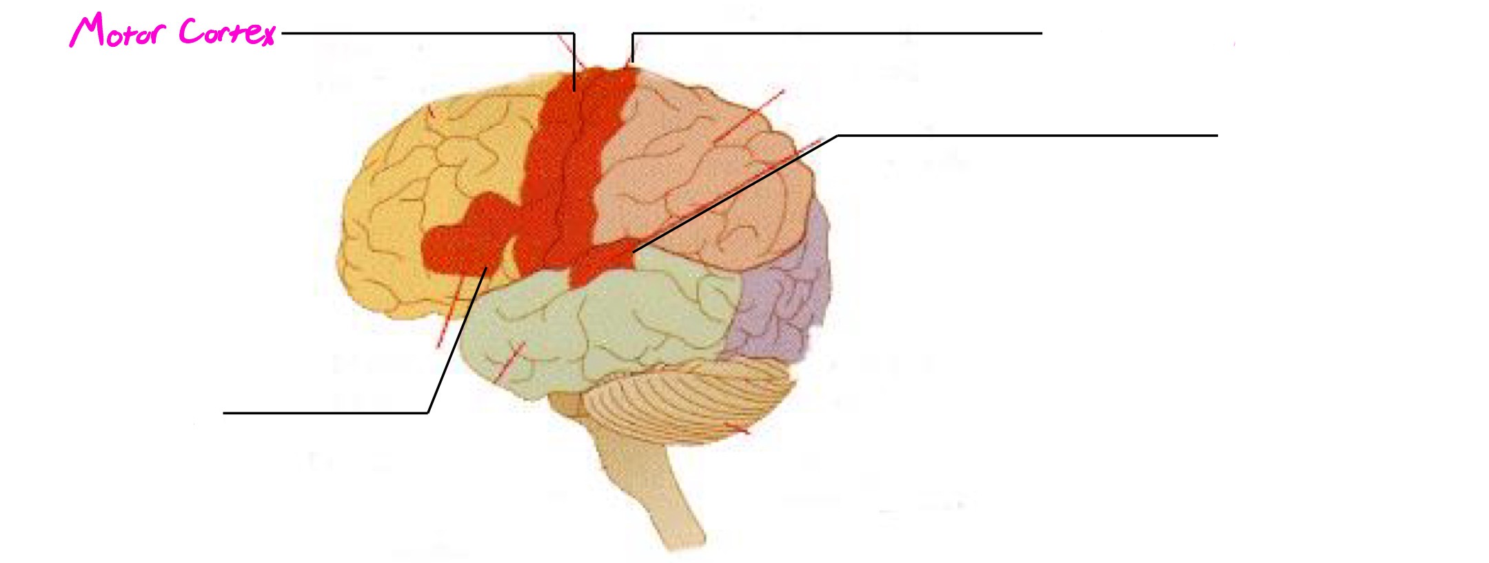 <p>A strip located in frontal lobe; registers motor info/movement</p>