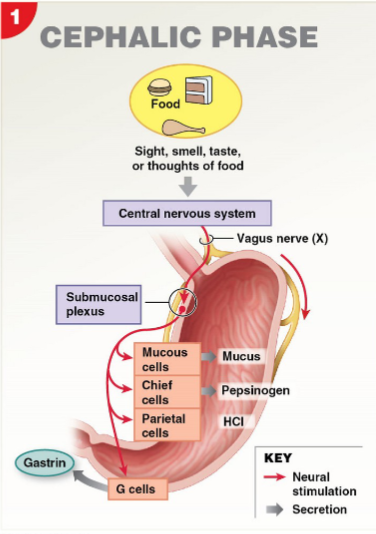 <ul><li><p>occurs before food enters the stomach </p></li><li><p>reflexes triggered by sensory receptors in the head (sight, smell, taste), or by thought</p><ul><li><p>triggers act via vagus nerve to stimulate gastric gland, preparing stomach to begin digestion</p></li></ul></li></ul><p></p>