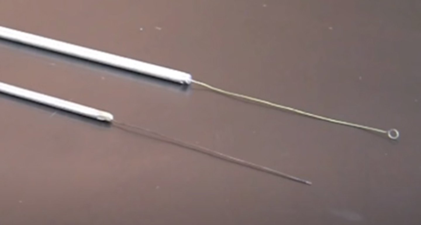 <p>inoculation loop</p>