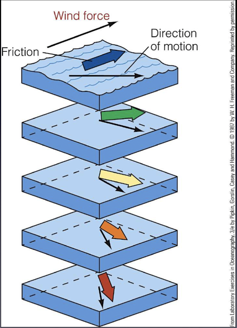 <p>Ocean circulation model:</p><p>Surface layer in contact with the wind moves 45 ̊ to the right (left in S. Hemisphere) of the wind direction in northern hemisphere (due to the Coriolis Effect)</p><p>Ekman spiral moves downwards: visualize many water layers moving at an angle to the right of the overlying layer (CREATES A SPIRAL)<br><br>Ekman spiral slows down due to friction as energy is passed from layer to layer</p>