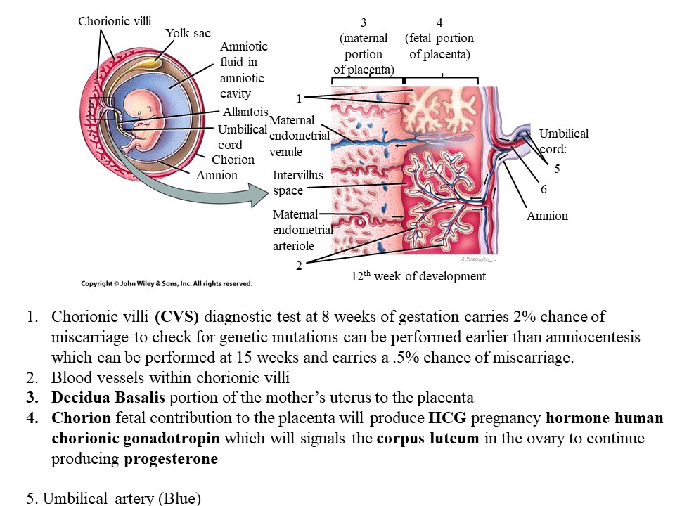 <p>What color is the umbilical artery?</p>