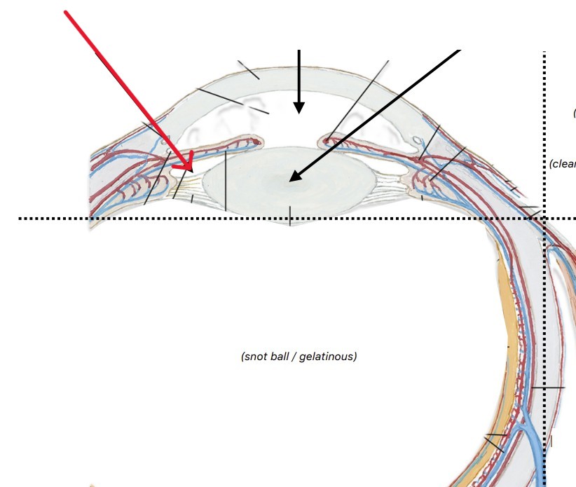 <p>Which chamber of the anterior cavity:</p><ul><li><p>Space behind iris and in front of lens</p></li></ul><p></p>