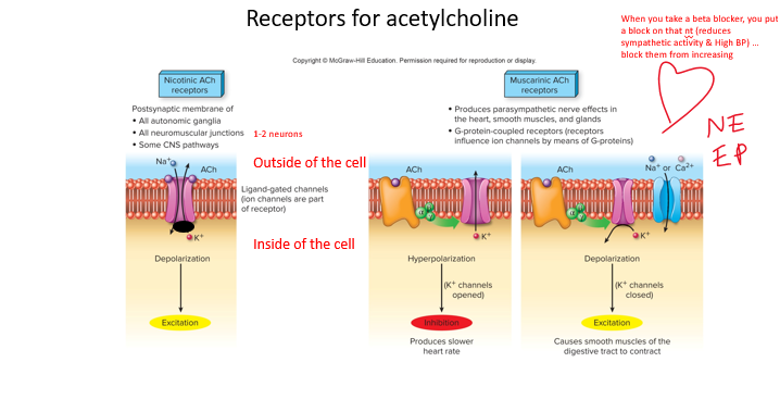 <p>(8) Identify the neurotransmitters of the sympathetic and parasympathetic divisions, and the  hormone released by the adrenal medulla. (Review _________ for neurotransmitters)</p>