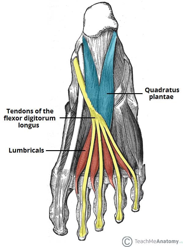 <p>Lumbricals (4) action</p>