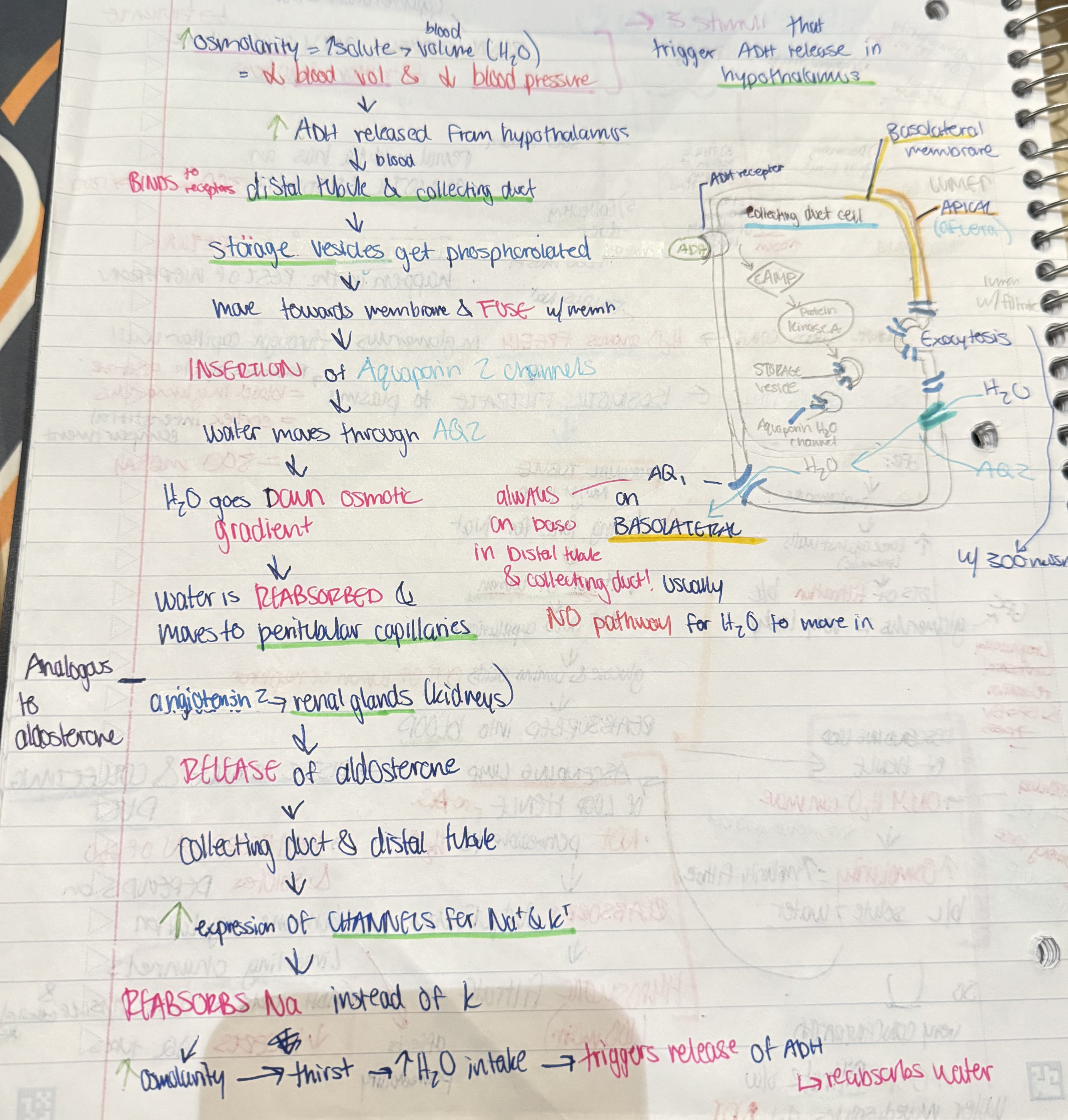 <p>HIGH osmolarity → LOW blood volume and blood pressure → ADH <span style="color: rgb(245, 0, 255)">RELEASED</span> from hypothalamus → ADH <span style="color: rgb(253, 0, 255)">BINDS</span> to receptors in distal tubule and collecting duct → <span style="color: rgb(2, 203, 255)">AQ2</span> channels INSERTED on APICAL membrane → water moves, it has a pathway now → <span style="color: rgb(0, 208, 50)">water</span> is <span style="color: rgb(245, 0, 255)">REABSORBED</span> and moves to peritubular capillaries</p><p></p><p><strong>role of ADH:</strong><span style="color: rgb(0, 76, 255)"><strong> insert AQ2 channels on apical membrane to allow water to move and be reabsorbed in order to release urine</strong></span></p>