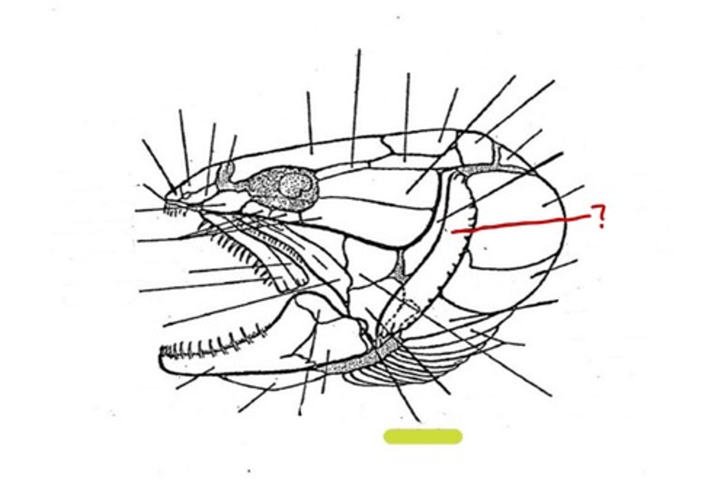 <p>What bone is this</p>