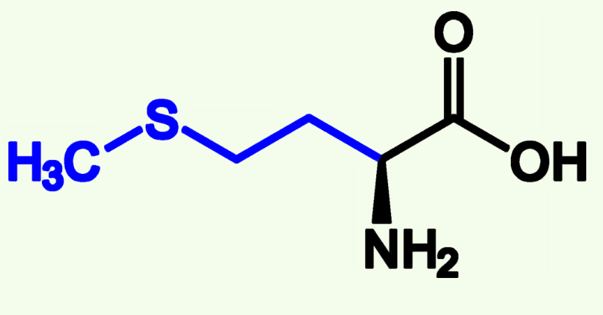 <p>Met (M)</p><p>Non-Polar</p><p>Start of three letter Amino Acids and can also be found at other pistions</p><p>Contains Sulfide Group (Can be Oxidized)</p>