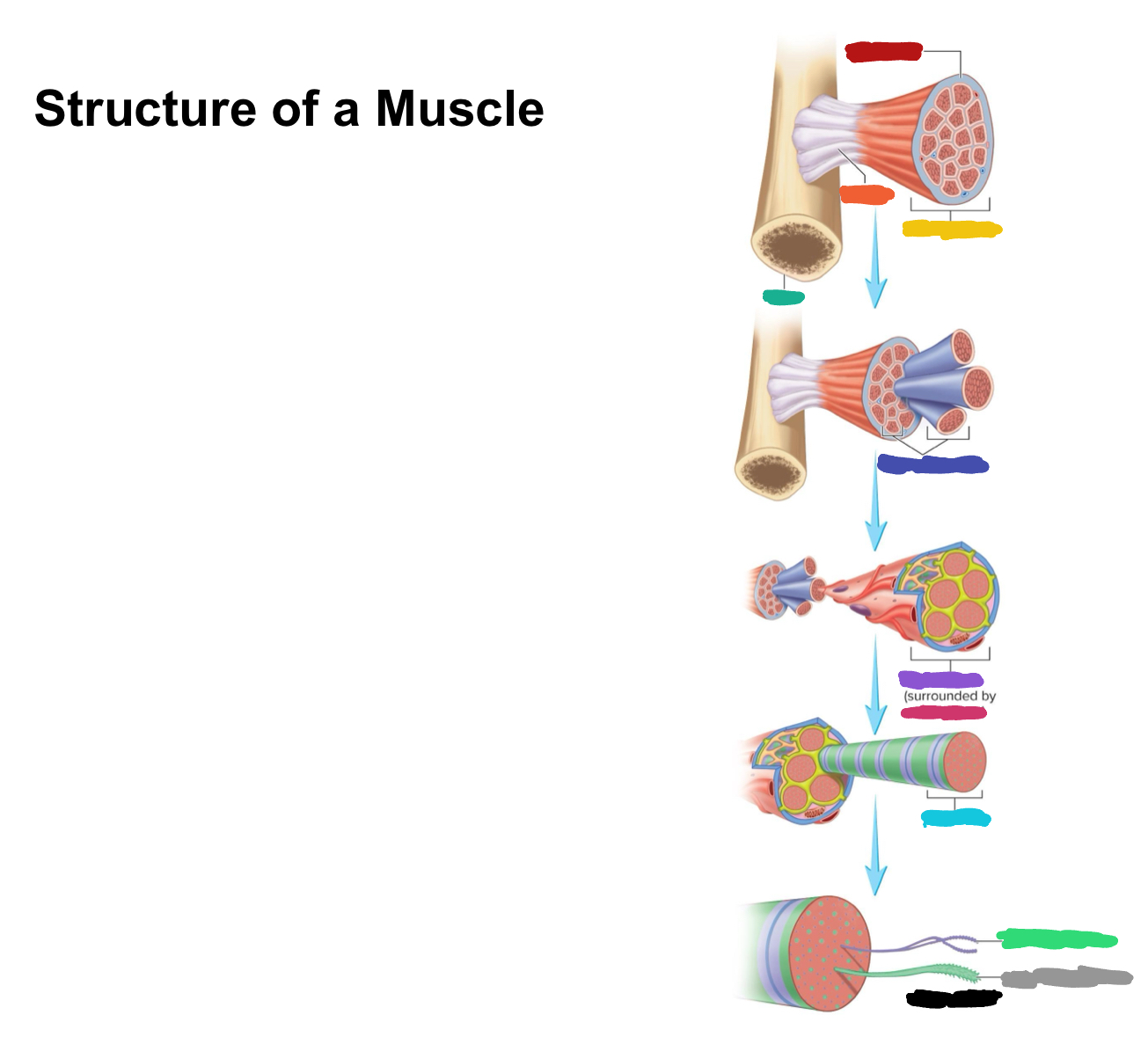 <p>What label is covered by purple?</p>