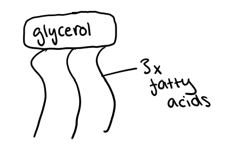 <p>Three fatty acids + glycerol </p>