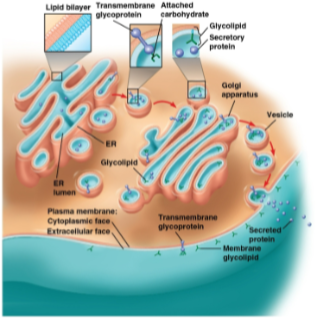 <p>Cell identification</p>