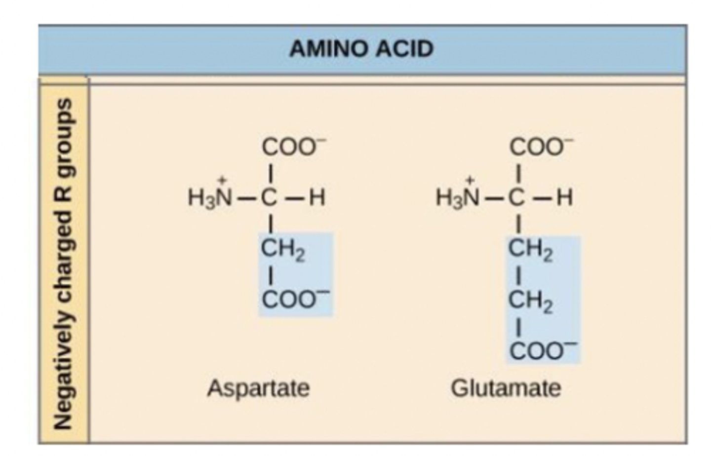 <p>negatively charged (acidic)</p><p>side chain contains carboxyl group</p>