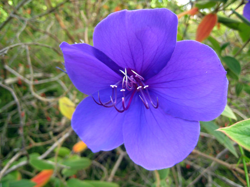<p>The color of the Glory Bush flower</p>