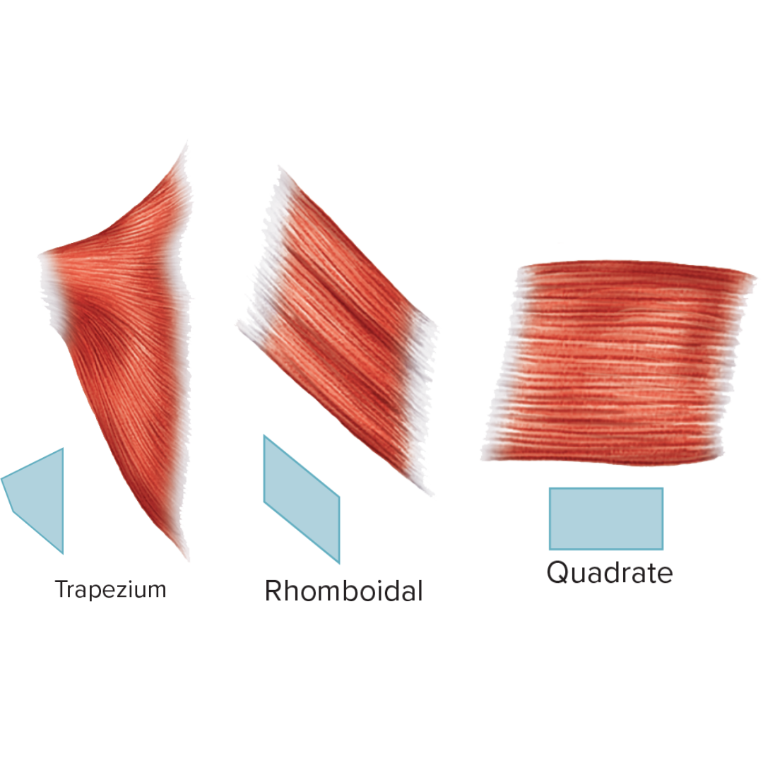 <p><strong>Muscle Shapes / Fascicle Arrangement</strong></p><ul><li><p>fascicles lie parallel to one another and to the long axis of the muscle</p></li><li><p>Ex: trapezius, rhomboideus, rectus abdominus</p></li></ul><p></p>