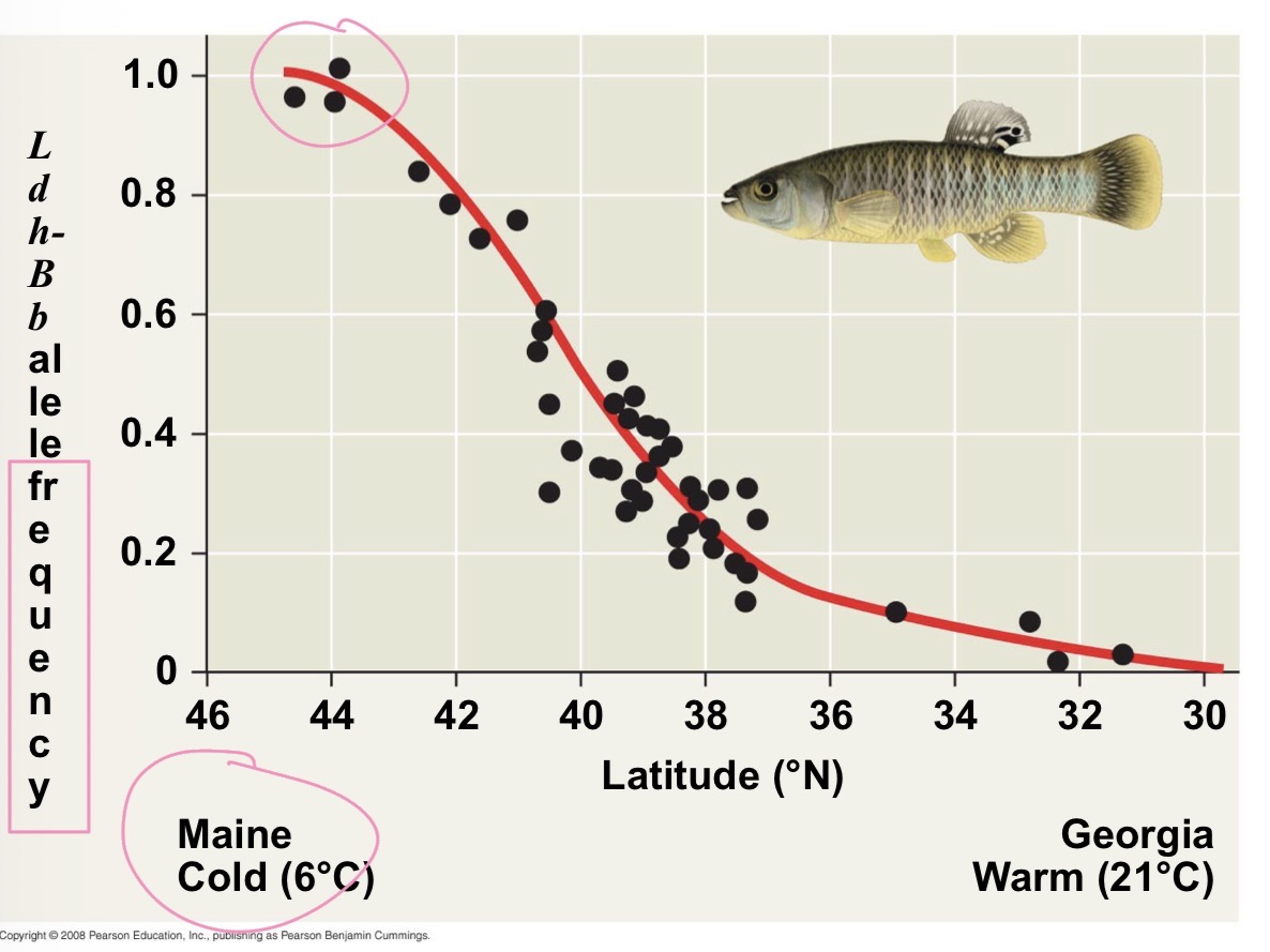 <p>Graded change in a trait along a geographic axis </p>