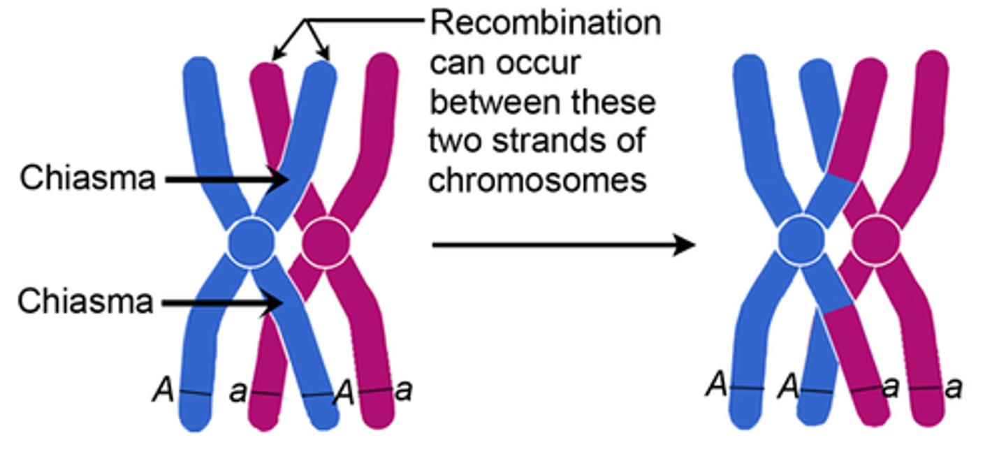 <p>This is where the homologous chromosomes of a tetrad come together, the point of contact</p><p>- the synaptonemal complex holds the 4 tetra together at this point</p><p>- the chromatids of homologous chromosomes may break at this point of contact</p>