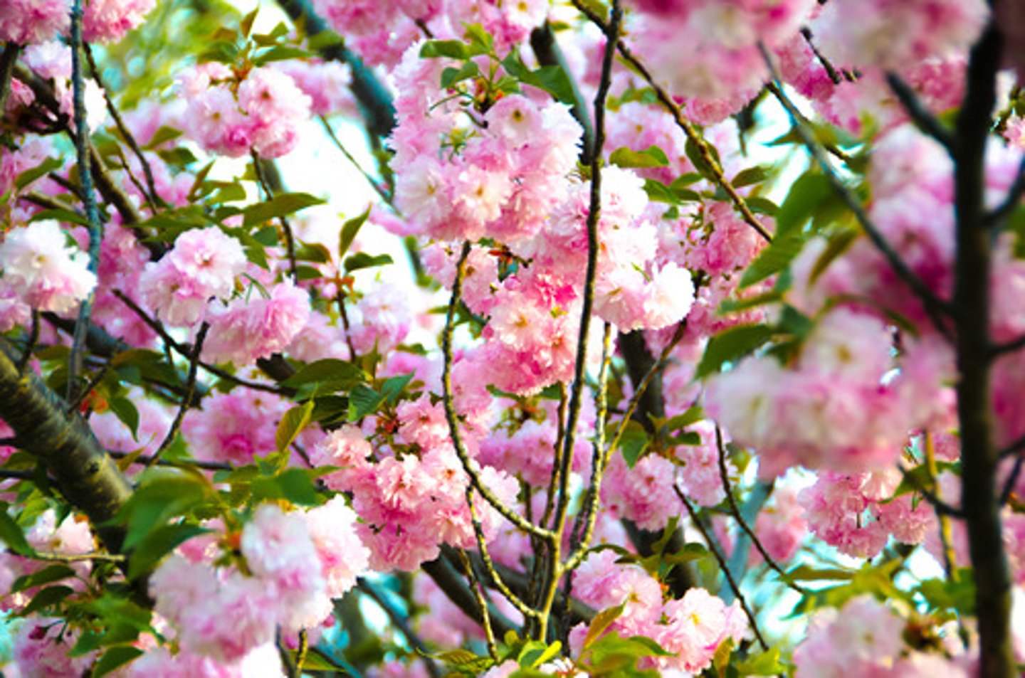 <p>flourish, bloom, thrive</p><p>번영하다</p>