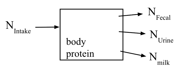 <ul><li><p><span style="background-color: transparent;">N digestibility = N digested / N intake</span></p></li><li><p><span style="background-color: transparent;">N balance &nbsp; &nbsp; = N intake&nbsp; –&nbsp; N out&nbsp;</span></p></li><li><p><span style="background-color: transparent;">N efficiency&nbsp; = N captured / N intake</span></p></li></ul><p></p>