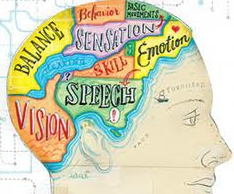 <p>the scientific study of the links between biological and psychological processes.</p>